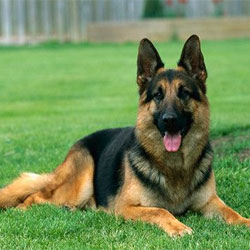Health Problems in the German Shepherd Dog